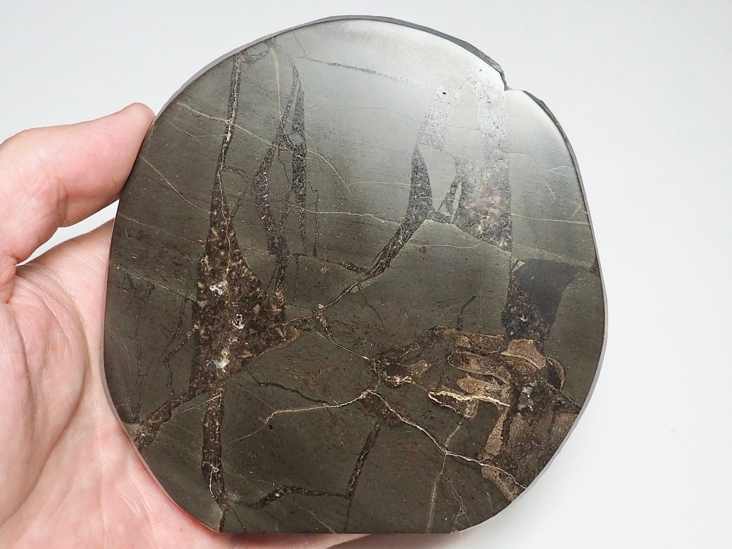 Polished Septarian Nodule With Bone