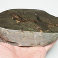 Polished Septarian Nodule With Bone