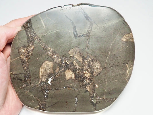 Polished Septarian Nodule With Bone