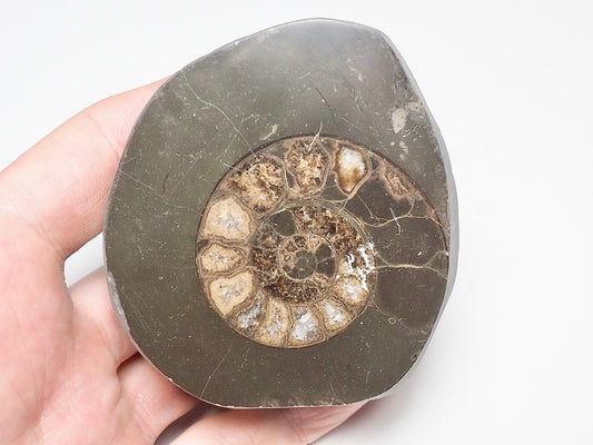Cut and Polished Ammonite Dactylioceras