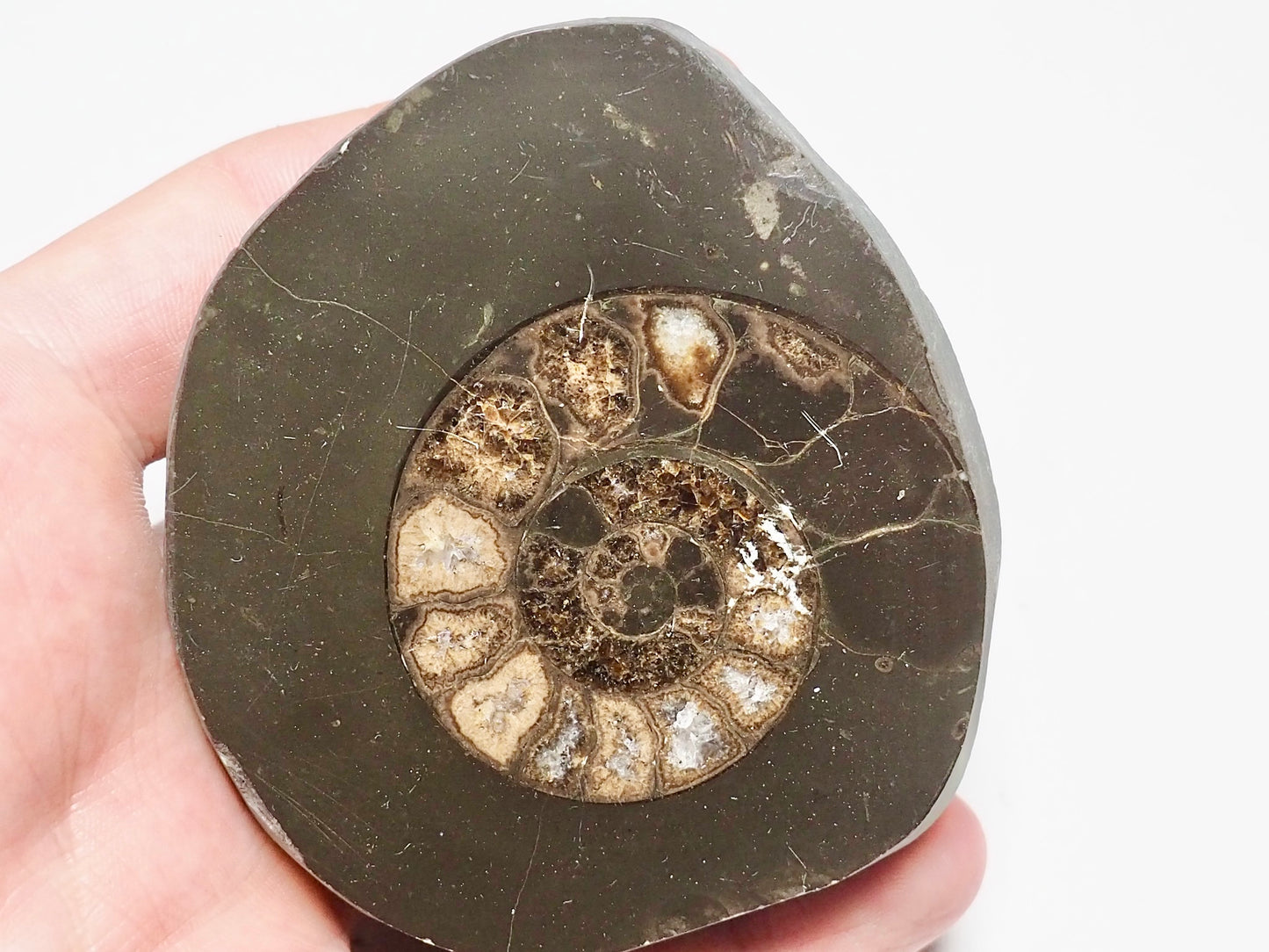 Cut and Polished Ammonite Dactylioceras