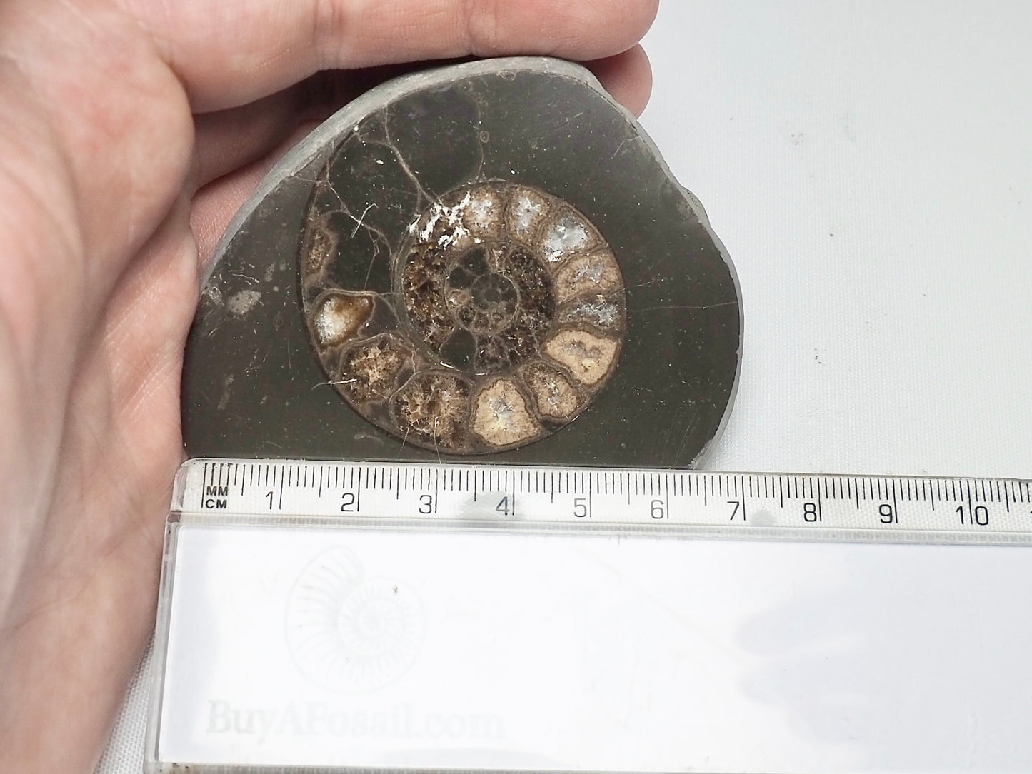 Cut and Polished Ammonite Dactylioceras