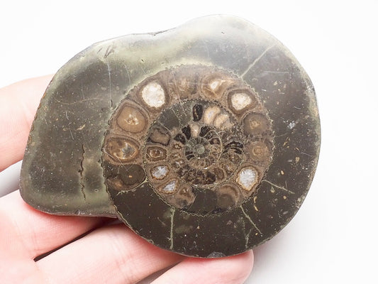 Cut and Polished Ammonite Dactylioceras