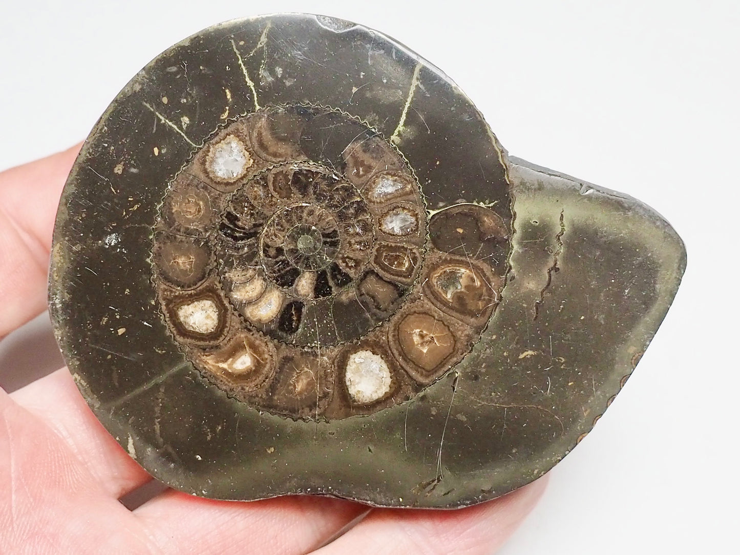 Cut and Polished Ammonite Dactylioceras