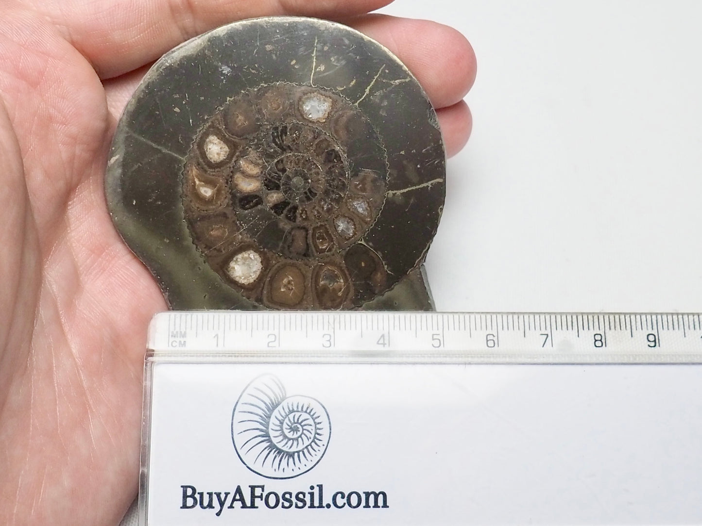 Cut and Polished Ammonite Dactylioceras