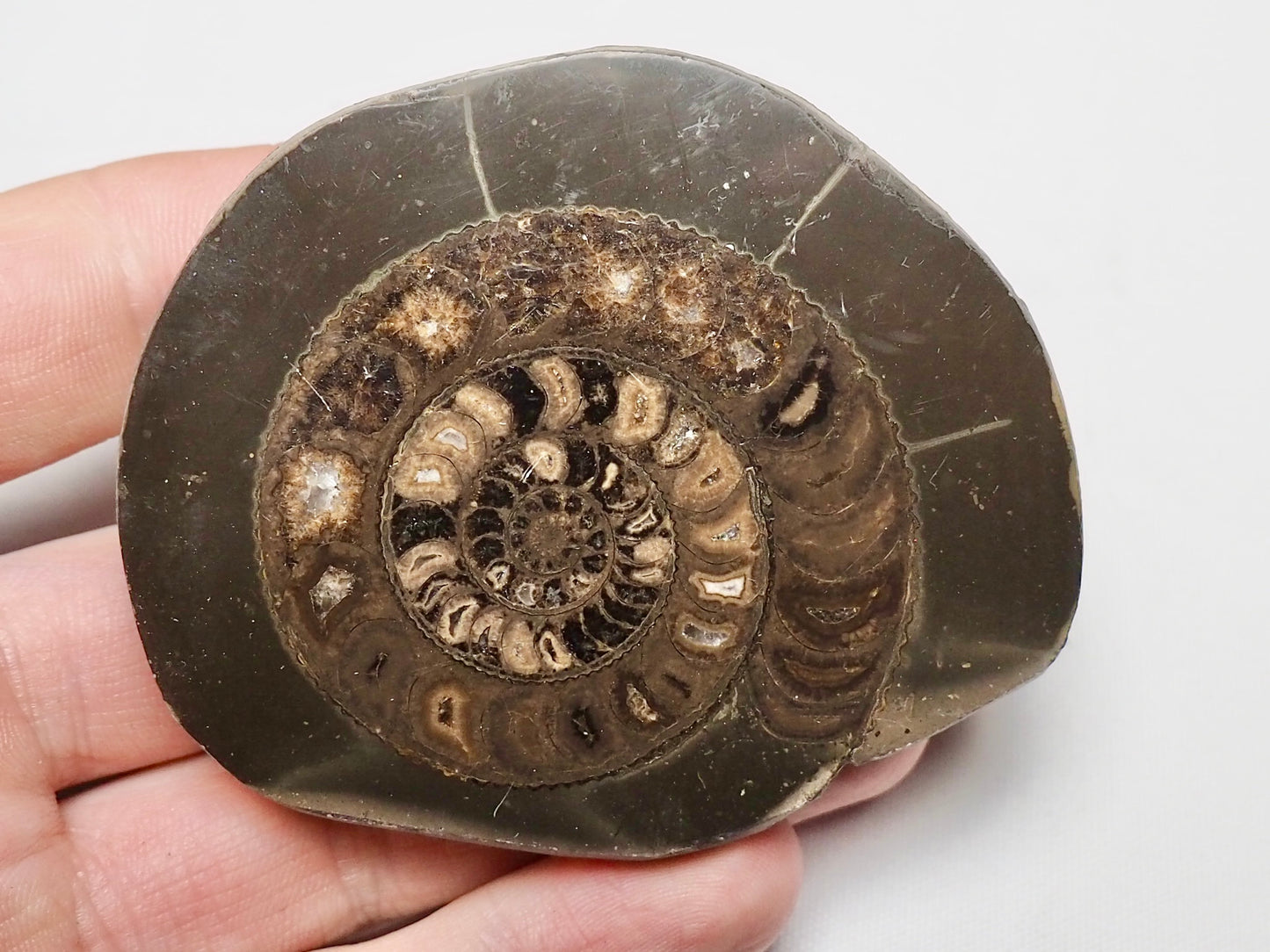 Cut and Polished Ammonite Dactylioceras