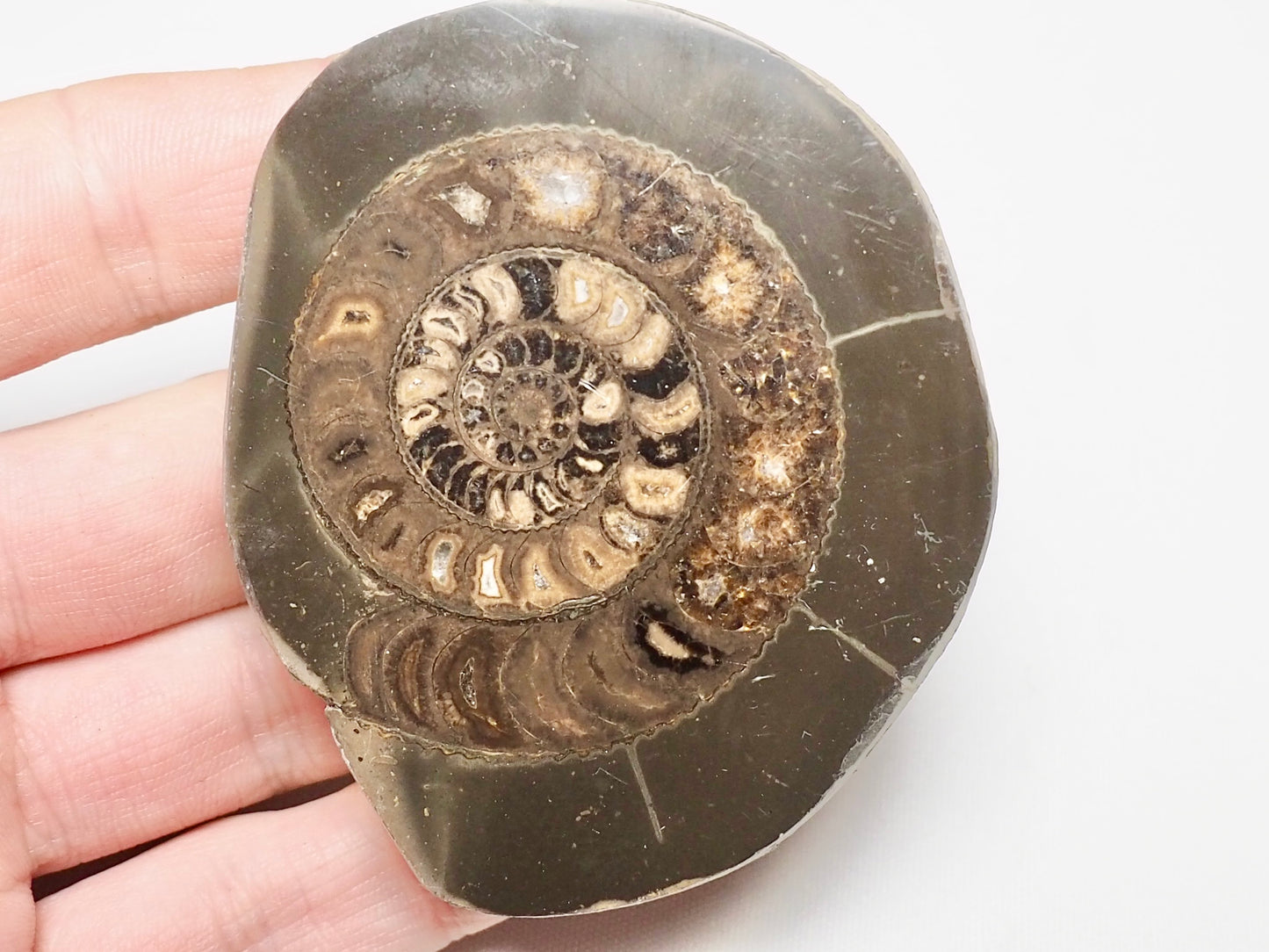 Cut and Polished Ammonite Dactylioceras