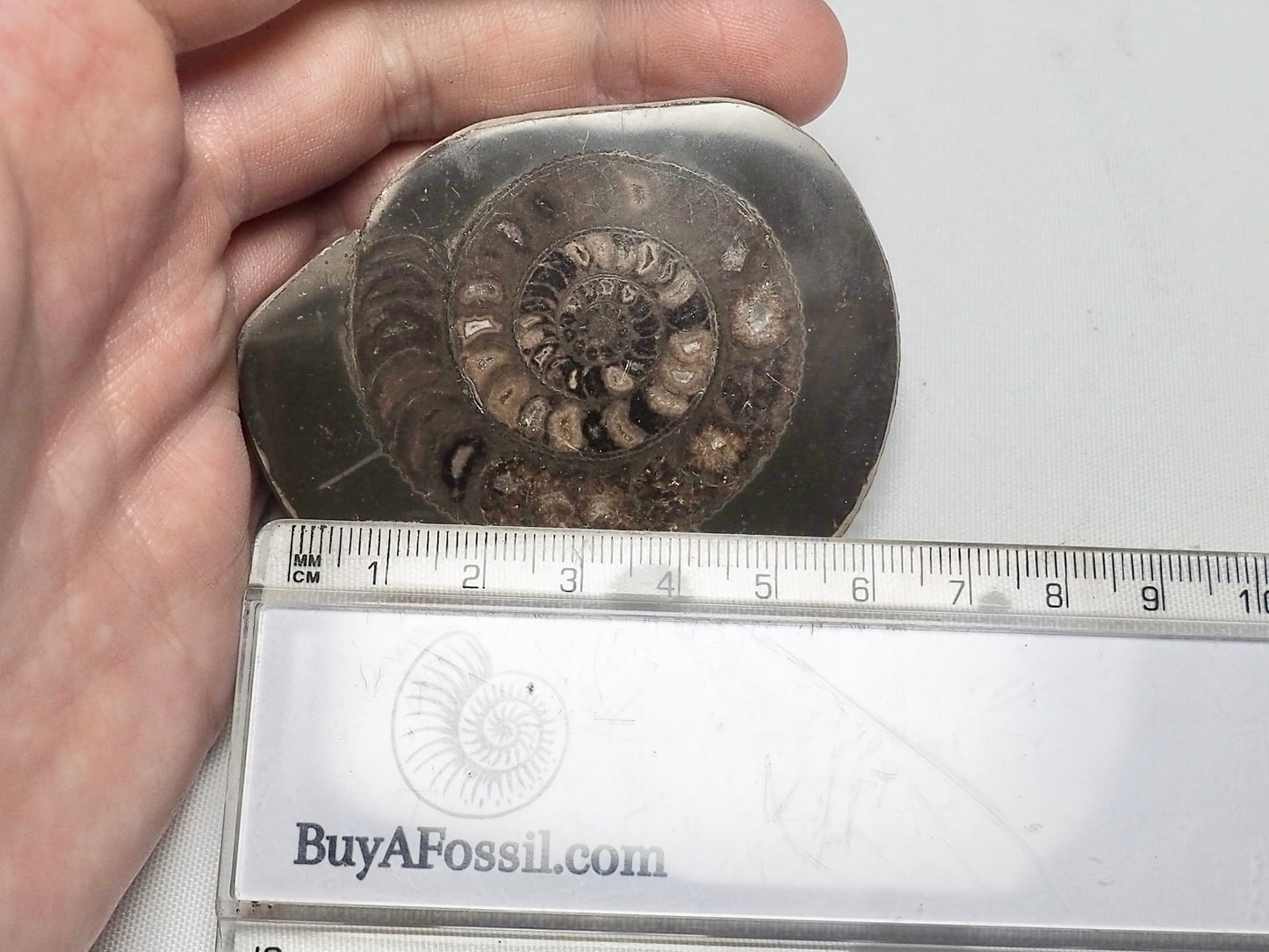 Cut and Polished Ammonite Dactylioceras