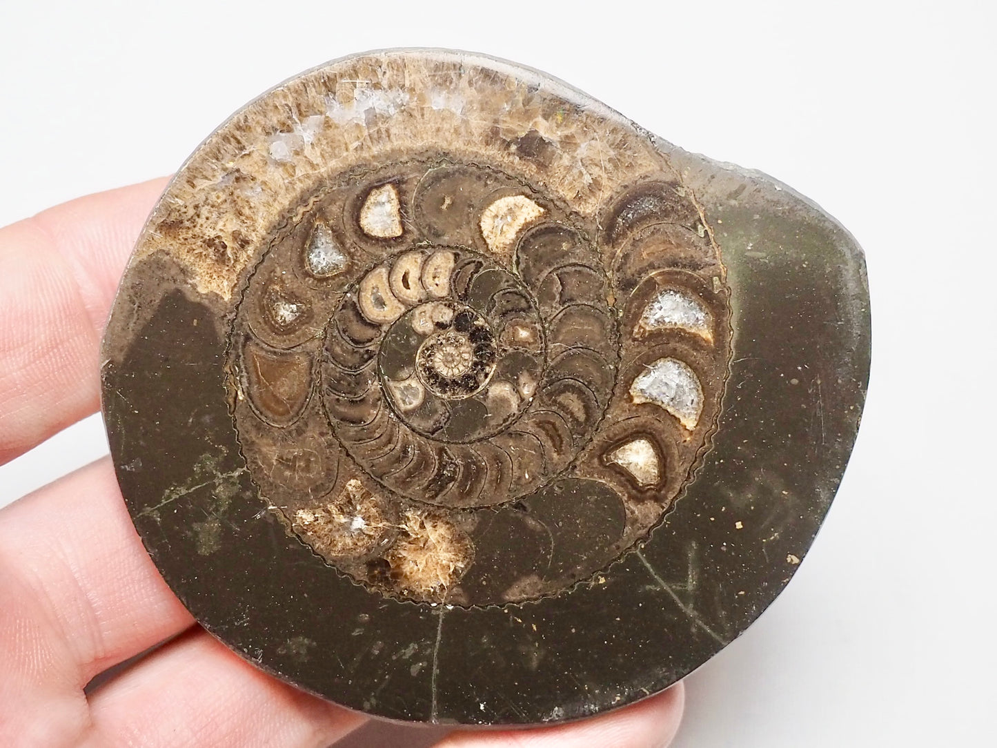 Cut and Polished Ammonite Dactylioceras