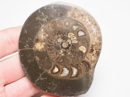 Cut and Polished Ammonite Dactylioceras