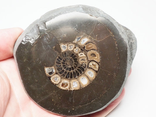 Cut and Polished Ammonite Dactylioceras