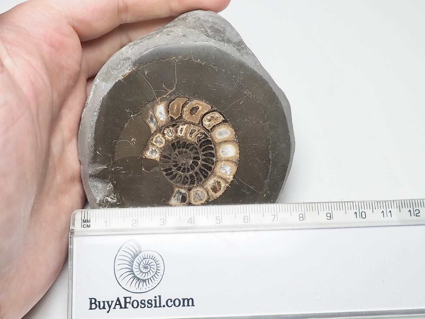 Cut and Polished Ammonite Dactylioceras