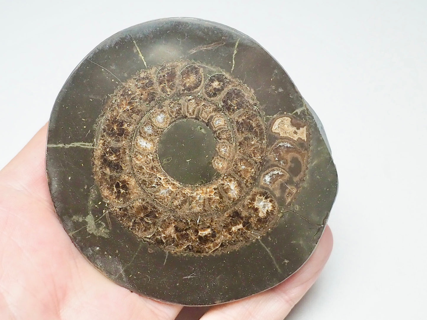 Cut and Polished Ammonite Dactylioceras