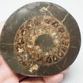 Cut and Polished Ammonite - Pick N Mix