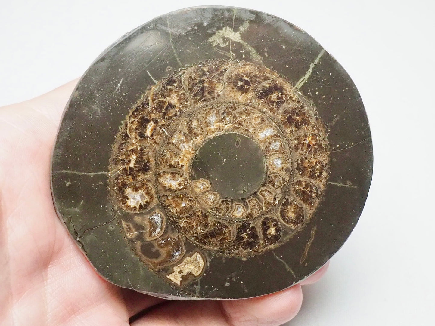 Cut and Polished Ammonite Dactylioceras