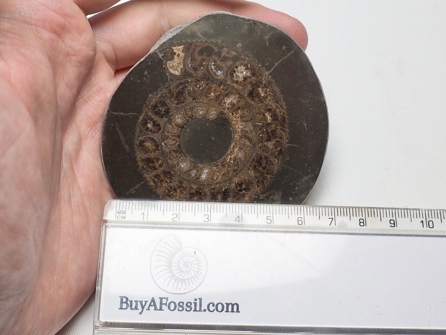 Cut and Polished Ammonite Dactylioceras