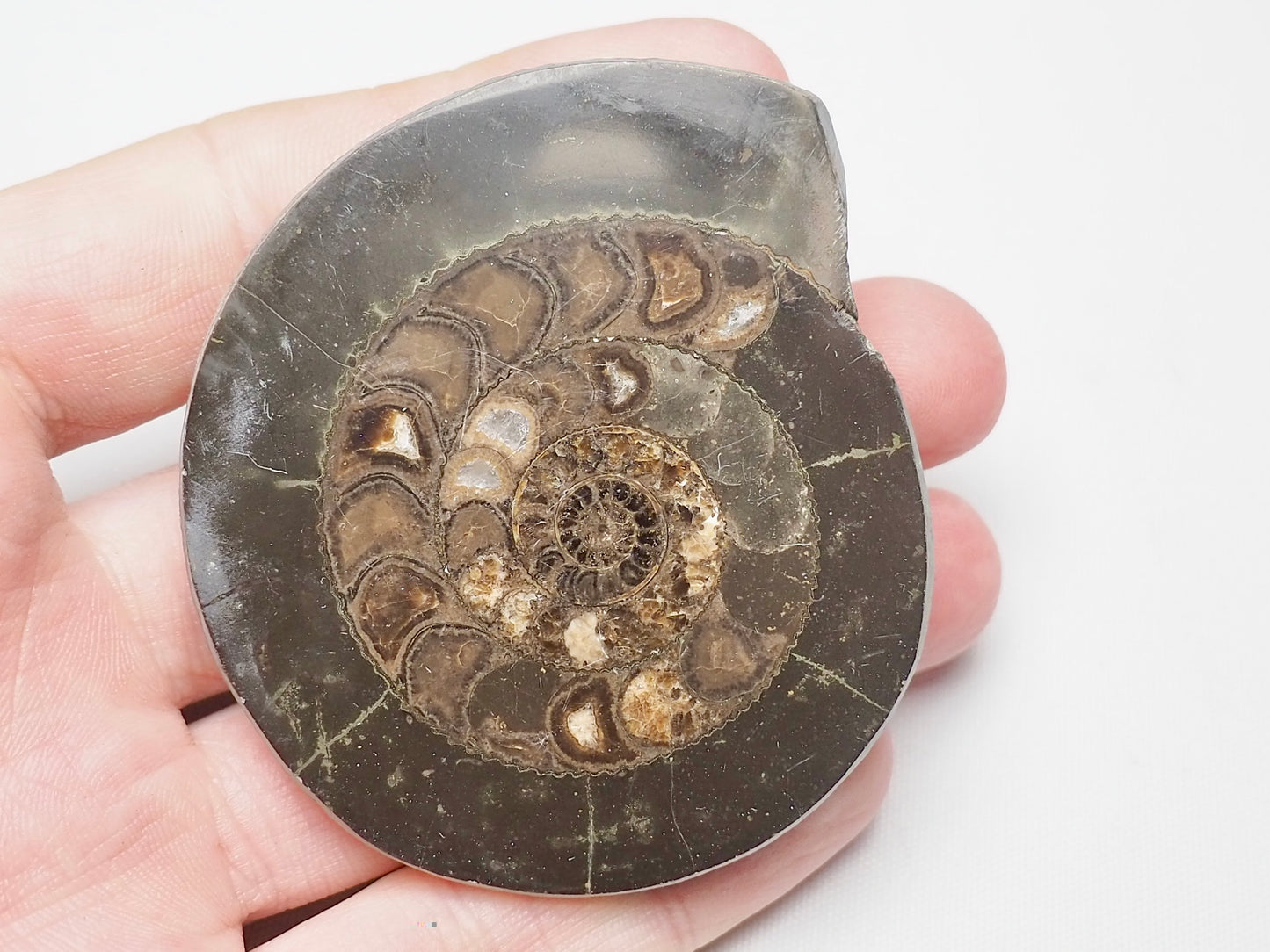 Cut and Polished Ammonite Dactylioceras