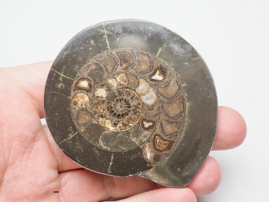 Cut and Polished Ammonite Dactylioceras