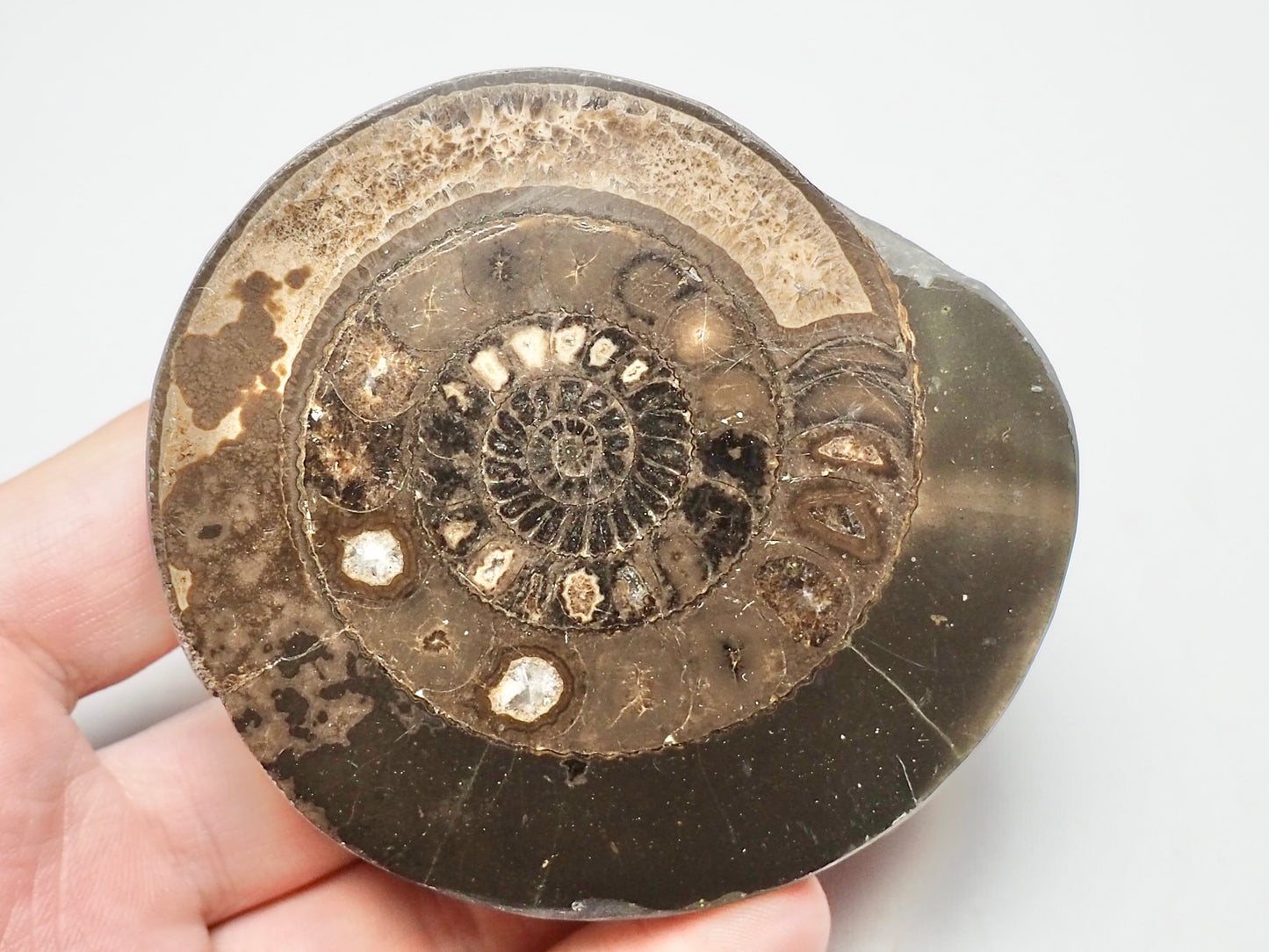 Cut and Polished Ammonite Dactylioceras