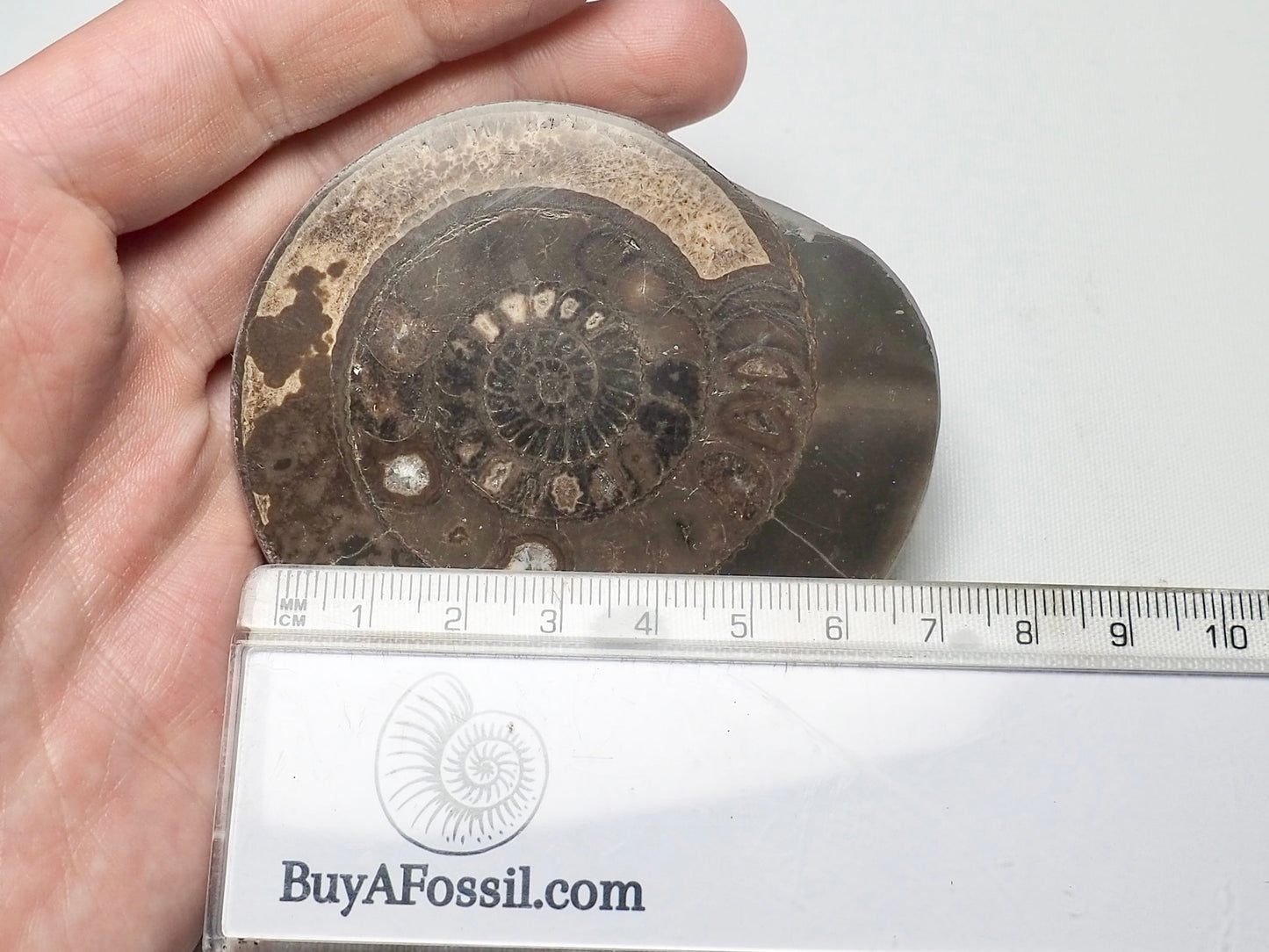 Cut and Polished Ammonite Dactylioceras