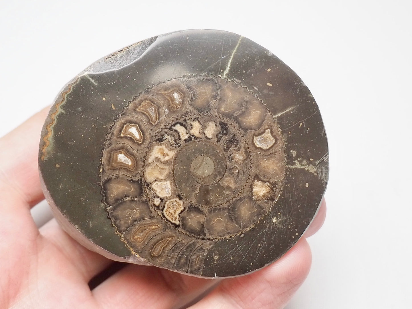 Cut and Polished Ammonite Dactylioceras