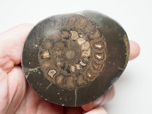 Cut and Polished Ammonite Dactylioceras