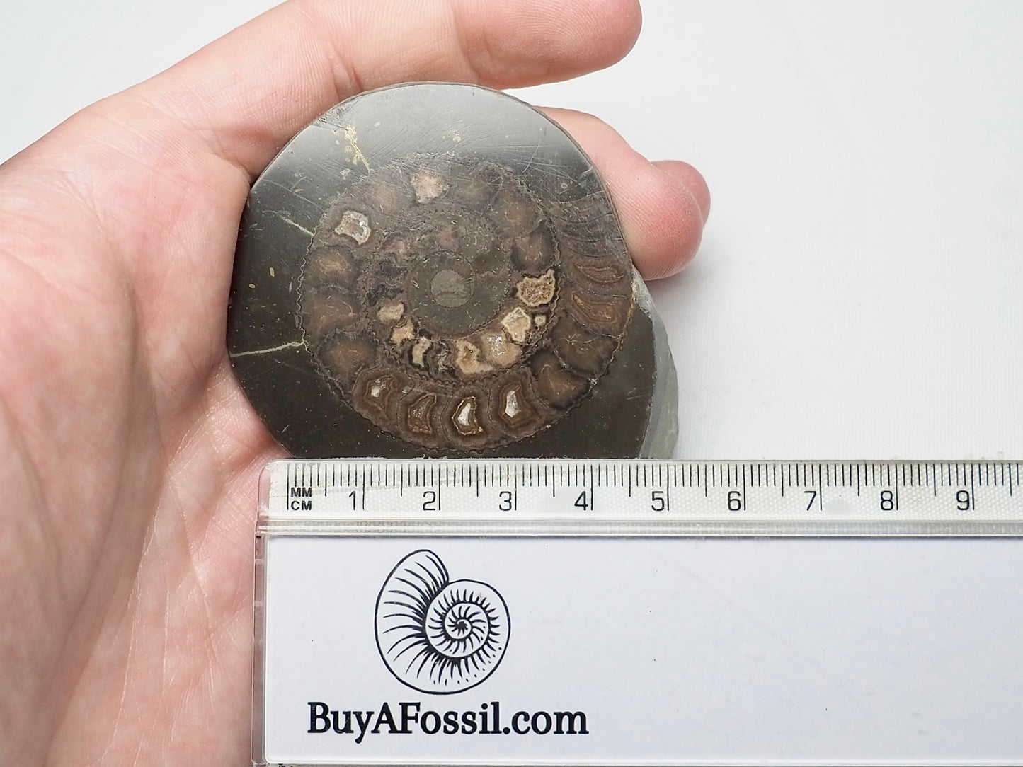 Cut and Polished Ammonite Dactylioceras