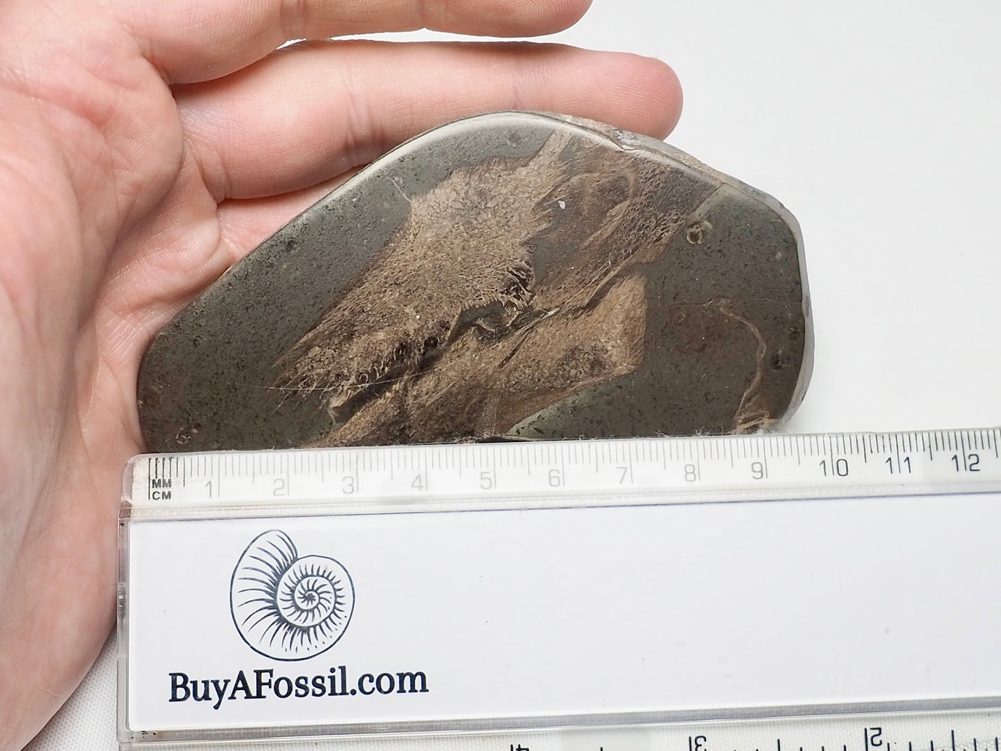 Polished Jurassic Fish Bone Gyrosteus Whitby