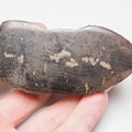 Polished Fossil Wood