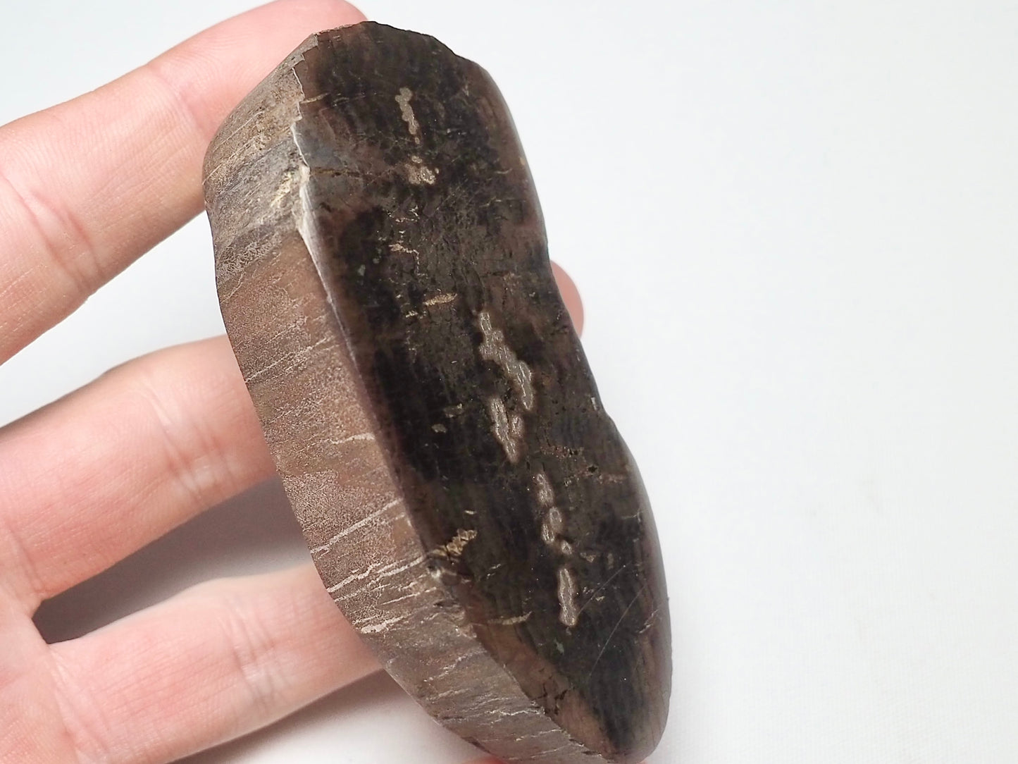 Polished Fossil Wood