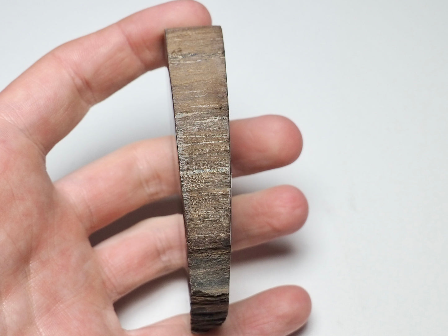 Polished Fossil Wood