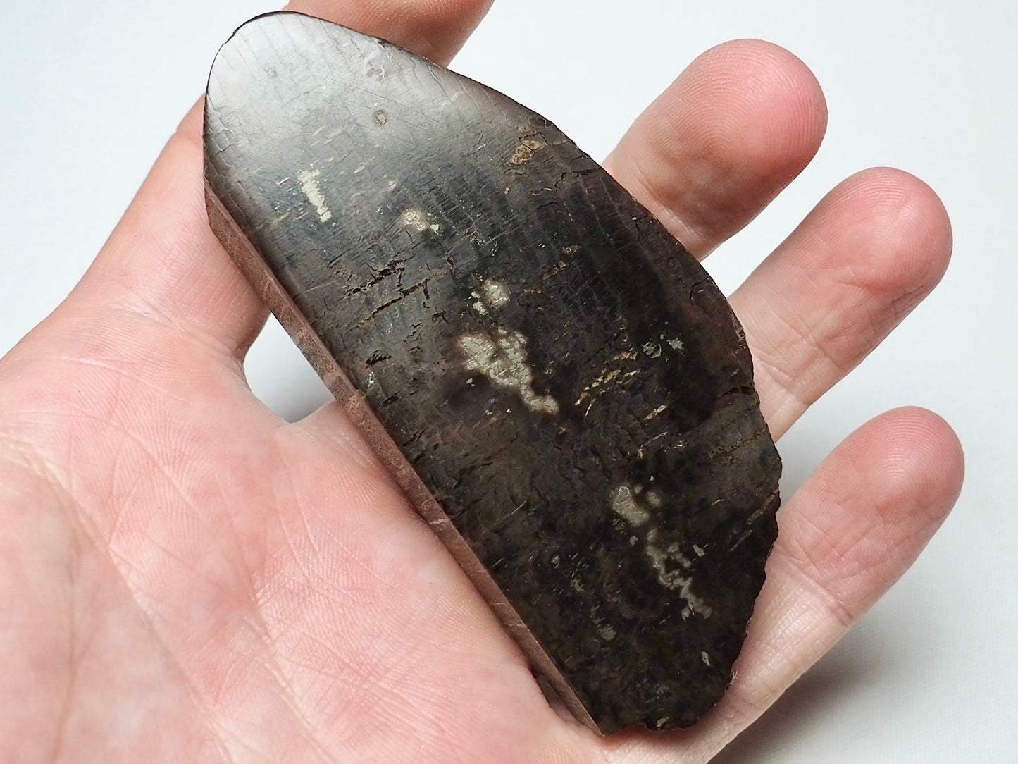 Polished Fossil Wood