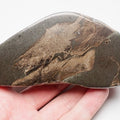 Polished Jurassic Fish Bone Gyrosteus – Whitby Yorkshire Coast – Jurassic