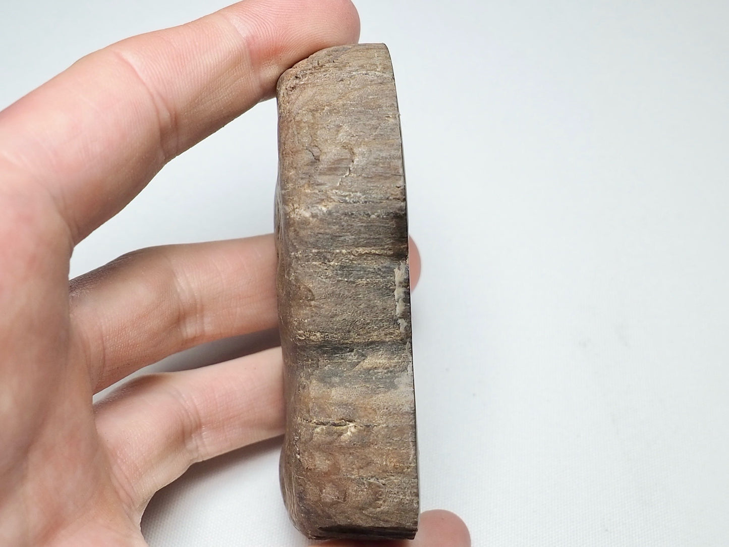 Polished Fossil Wood