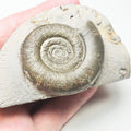 Dactylioceras Tenuicostatum Ammonite Fossil – Whitby Yorkshire Coast – Jurassic