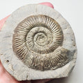 Dactylioceras Semicelatum Ammonite Fossil – Whitby Yorkshire Coast – Jurassic