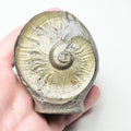Eleganticeras Ammonite Fossil – Whitby Yorkshire Coast – Jurassic