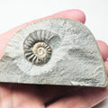 Euagassiceras In Matrix Ammonite Fossil – Whitby Yorkshire Coast – Jurassic