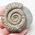 Peronoceras Ammonite Fossil – Whitby Yorkshire Coast – Jurassic