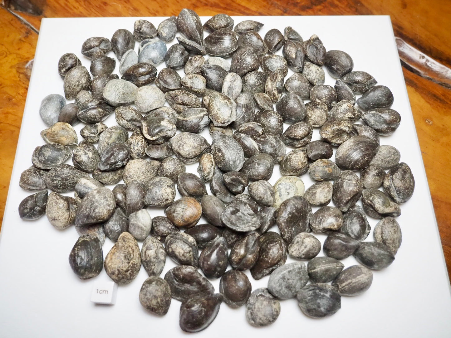10 Bivalve Nutshells