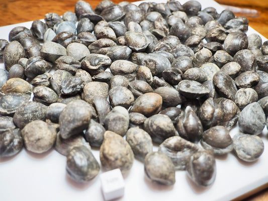 10 Bivalve Nutshells