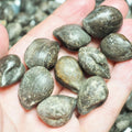 10 Jurassic Bivalve Fossil Shells – Whitby Yorkshire Coast – 180 Million Years Old