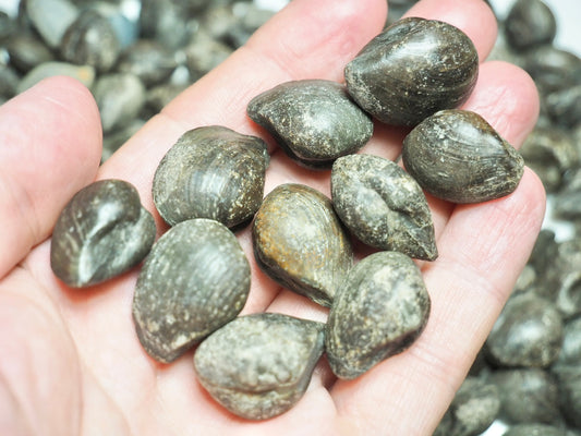 10 Bivalve Nutshells