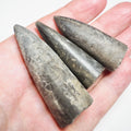 3 Belemnite Specimens