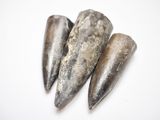 3 Belemnite Specimens