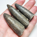 3 Belemnite Specimens