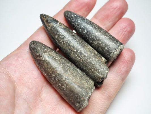 3 Belemnite Specimens