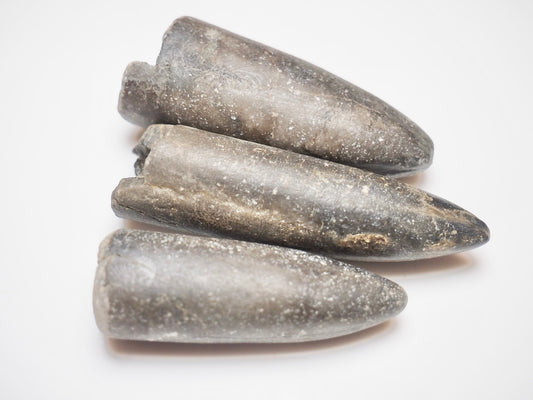 3 Belemnite Specimens