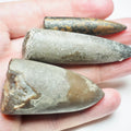 3 Belemnite Specimens