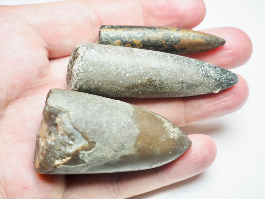 3 Belemnite Specimens